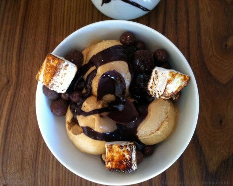 chocolate lab @sssourabh