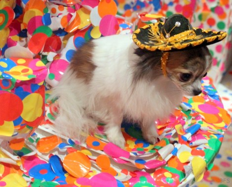 yayoi kusama chlesea david zwerner @sssourabh